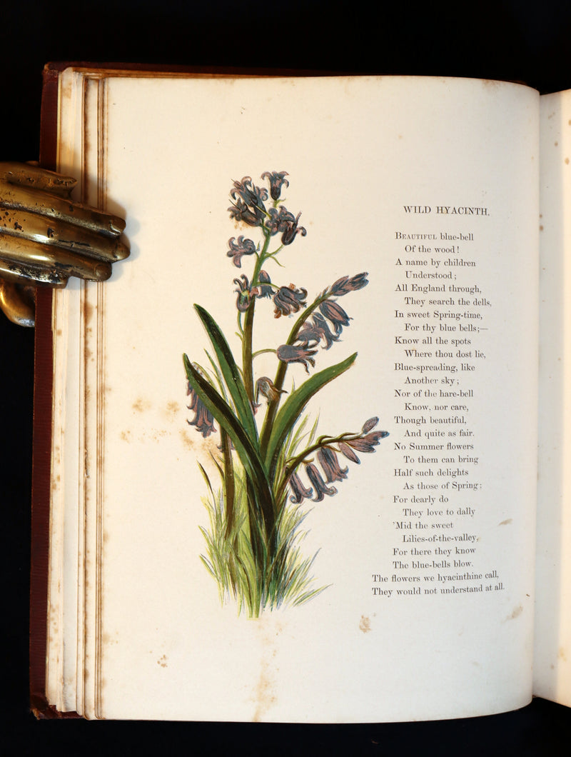 1860 Rare First Edition - Common Wayside Flowers by Thomas Miller & Color Illustrated by Birket Foster.