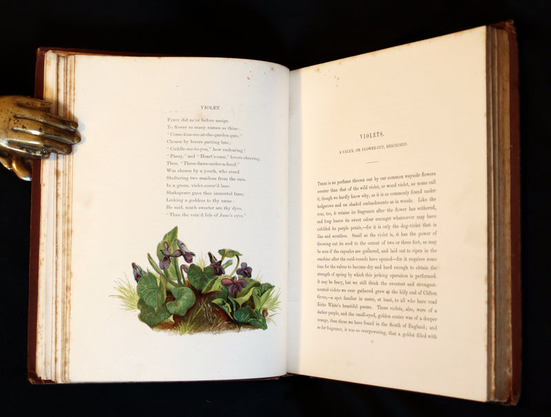 1860 Rare First Edition - Common Wayside Flowers by Thomas Miller & Color Illustrated by Birket Foster.