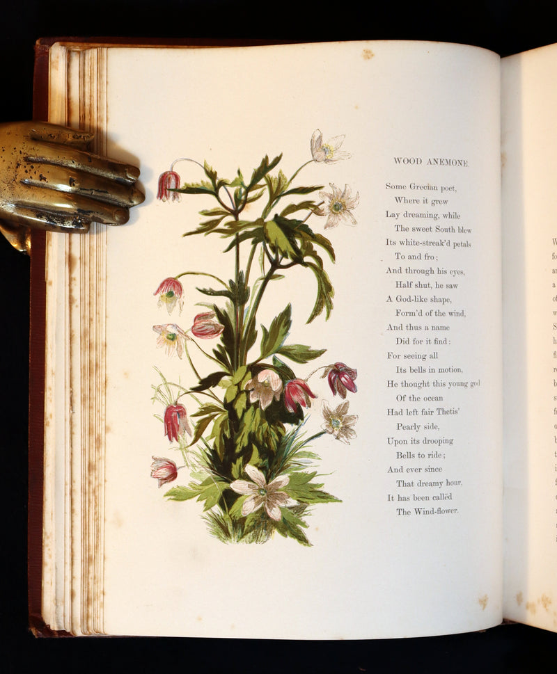 1860 Rare First Edition - Common Wayside Flowers by Thomas Miller & Color Illustrated by Birket Foster.