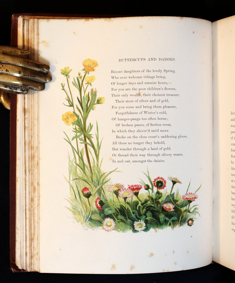 1860 Rare First Edition - Common Wayside Flowers by Thomas Miller & Color Illustrated by Birket Foster.