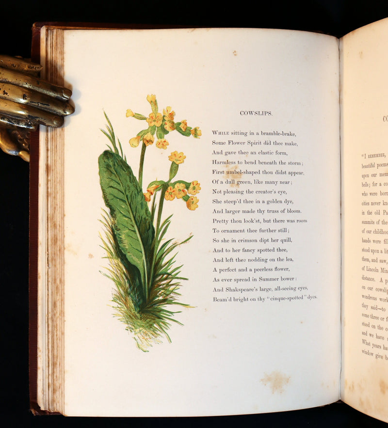 1860 Rare First Edition - Common Wayside Flowers by Thomas Miller & Color Illustrated by Birket Foster.