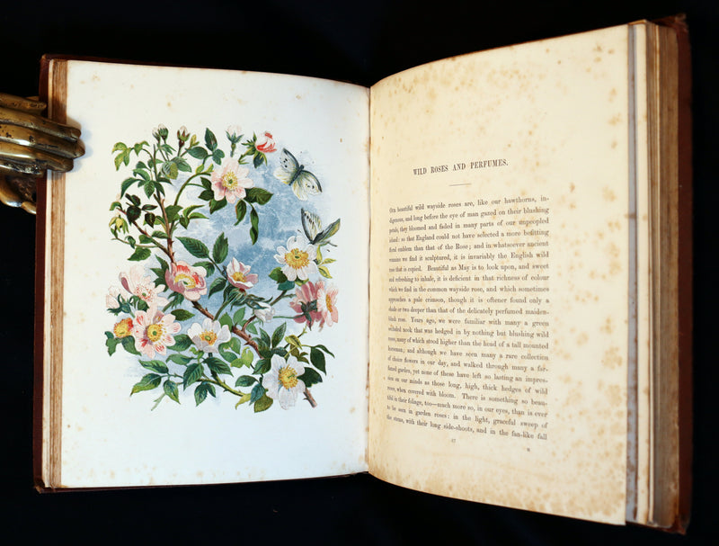 1860 Rare First Edition - Common Wayside Flowers by Thomas Miller & Color Illustrated by Birket Foster.