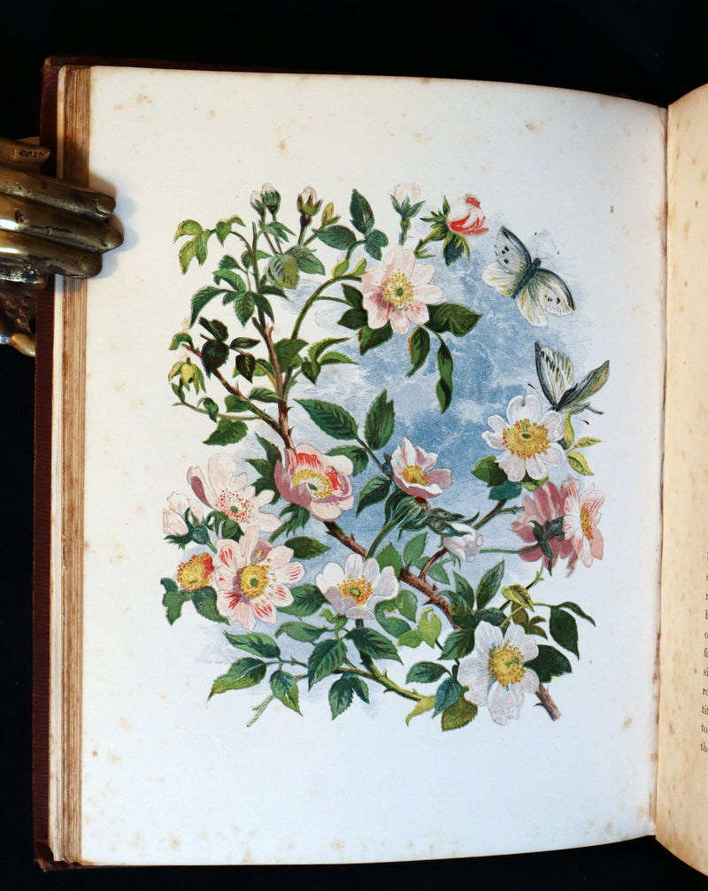 1860 Rare First Edition - Common Wayside Flowers by Thomas Miller & Color Illustrated by Birket Foster.