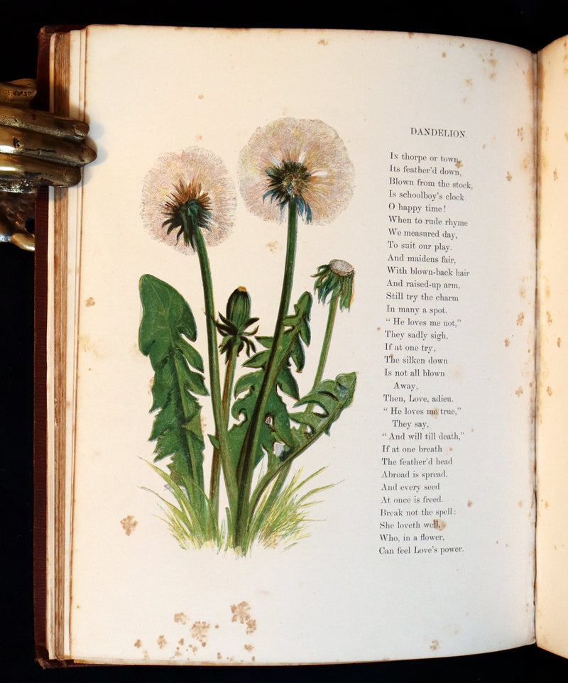 1860 Rare First Edition - Common Wayside Flowers by Thomas Miller & Color Illustrated by Birket Foster.