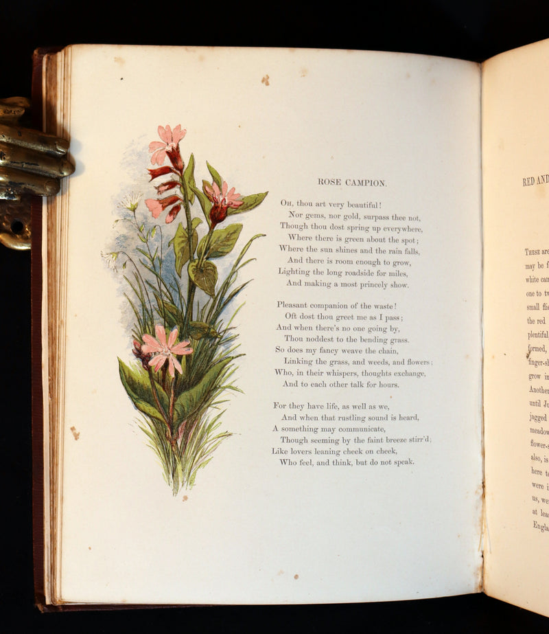 1860 Rare First Edition - Common Wayside Flowers by Thomas Miller & Color Illustrated by Birket Foster.