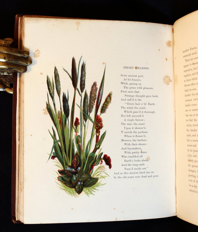 1860 Rare First Edition - Common Wayside Flowers by Thomas Miller & Color Illustrated by Birket Foster.