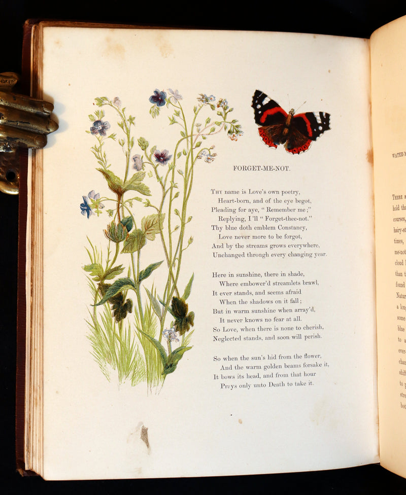 1860 Rare First Edition - Common Wayside Flowers by Thomas Miller & Color Illustrated by Birket Foster.