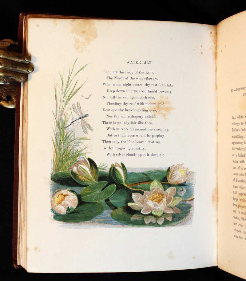 1860 Rare First Edition - Common Wayside Flowers by Thomas Miller & Color Illustrated by Birket Foster.