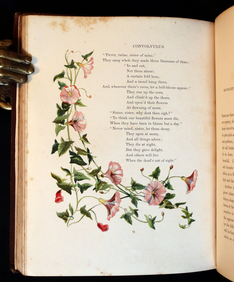 1860 Rare First Edition - Common Wayside Flowers by Thomas Miller & Color Illustrated by Birket Foster.