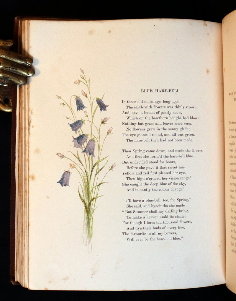 1860 Rare First Edition - Common Wayside Flowers by Thomas Miller & Color Illustrated by Birket Foster.
