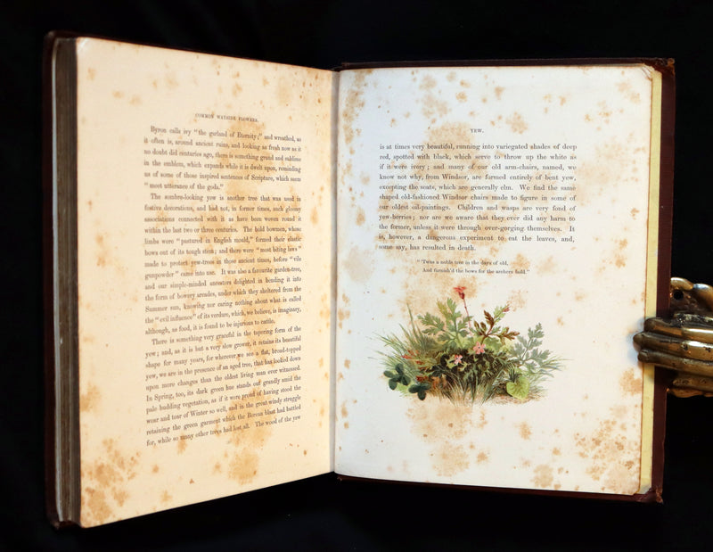 1860 Rare First Edition - Common Wayside Flowers by Thomas Miller & Color Illustrated by Birket Foster.