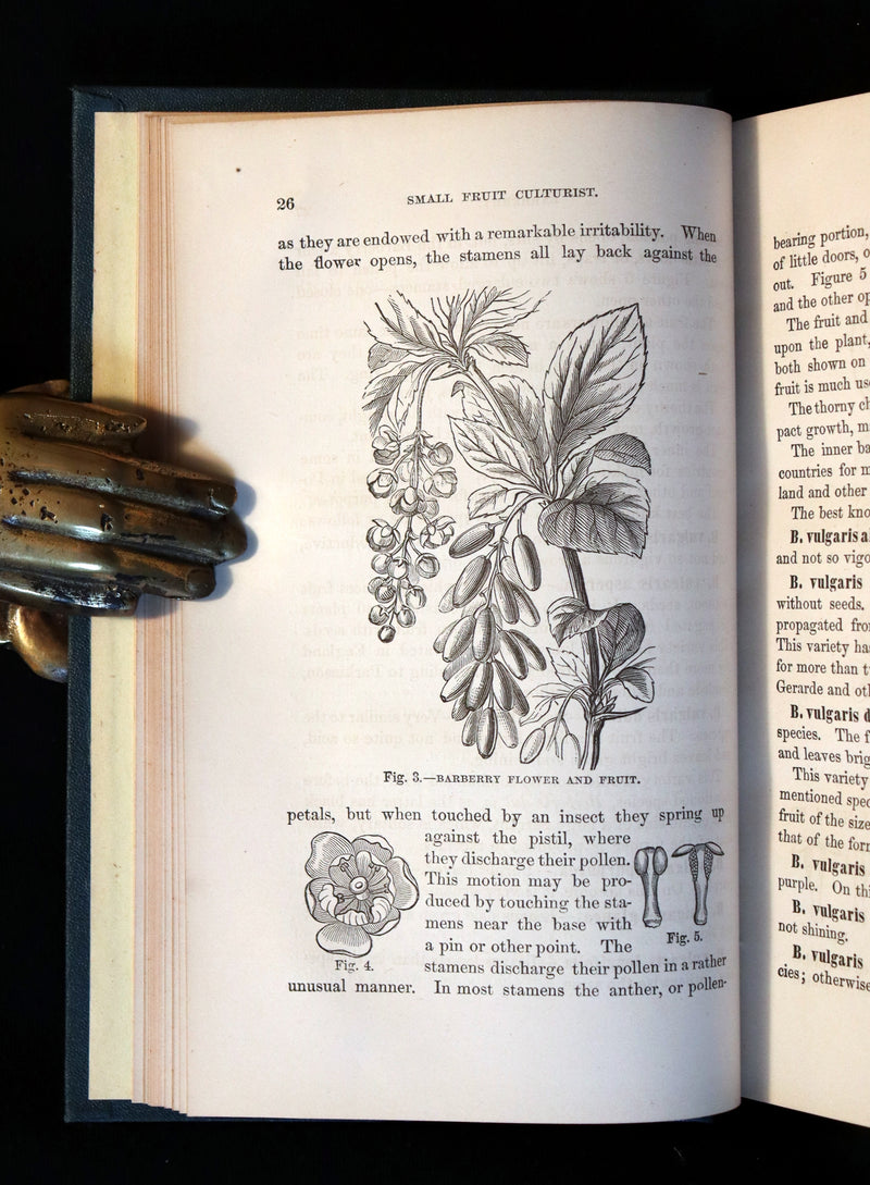 1867 Rare Victorian Gardening Book - The Small Fruit Culturist (Strawberry, Raspberry, Blackberry, Cranberry, ...). 1stED.