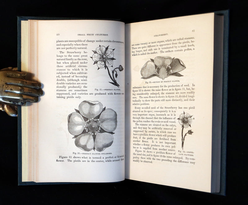 1867 Rare Victorian Gardening Book - The Small Fruit Culturist (Strawberry, Raspberry, Blackberry, Cranberry, ...). 1stED.