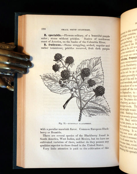 1867 Rare Victorian Gardening Book - The Small Fruit Culturist (Strawberry, Raspberry, Blackberry, Cranberry, ...). 1stED.