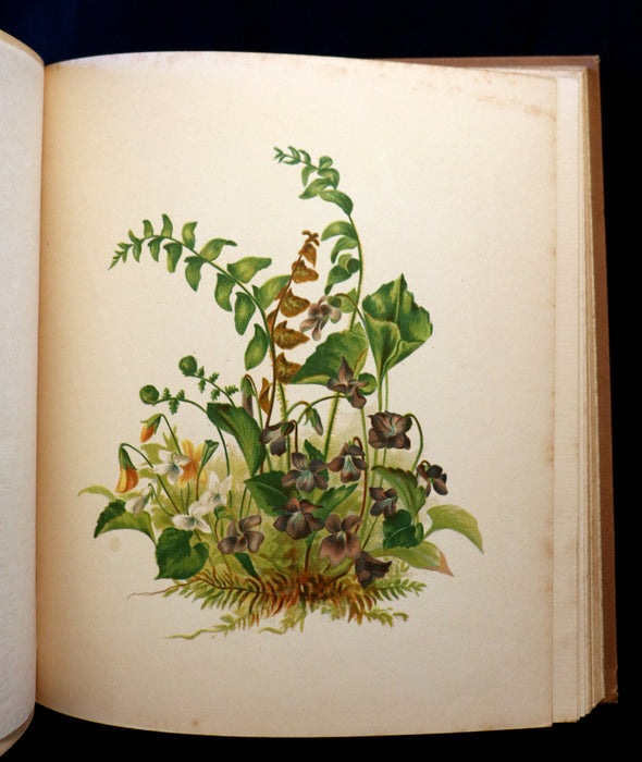 1886 Rare Victorian 1stED - FLOWERS FROM DELL AND BOWER, Poems Illustrated by Susie Barstow Skelding.