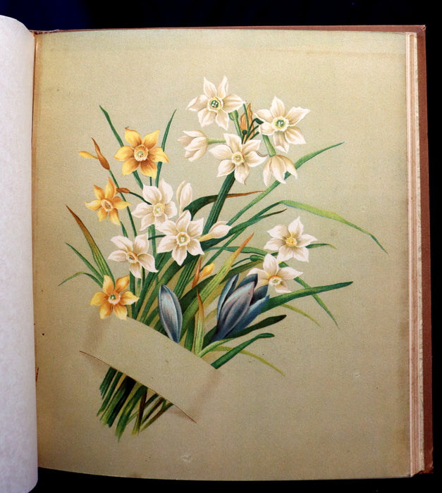 1886 Rare Victorian 1stED - FLOWERS FROM DELL AND BOWER, Poems Illustrated by Susie Barstow Skelding.