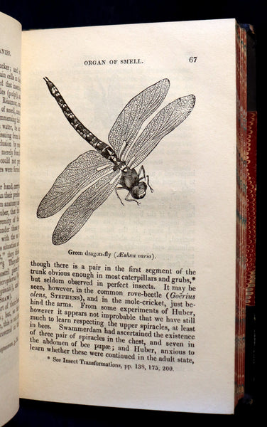 1847 Rare Victorian Entomology Book - Insect Miscellanies by Scottish naturalist James Rennie.