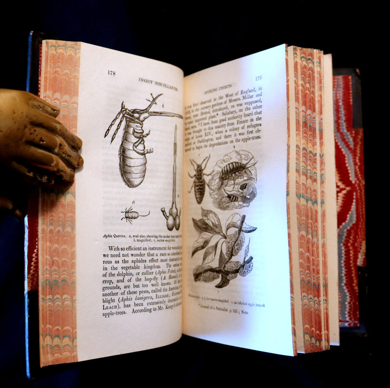 1847 Rare Victorian Entomology Book - Insect Miscellanies by Scottish naturalist James Rennie.