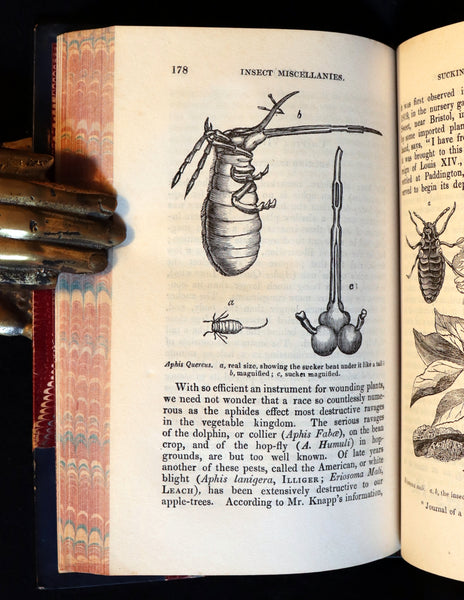 1847 Rare Victorian Entomology Book - Insect Miscellanies by Scottish naturalist James Rennie.
