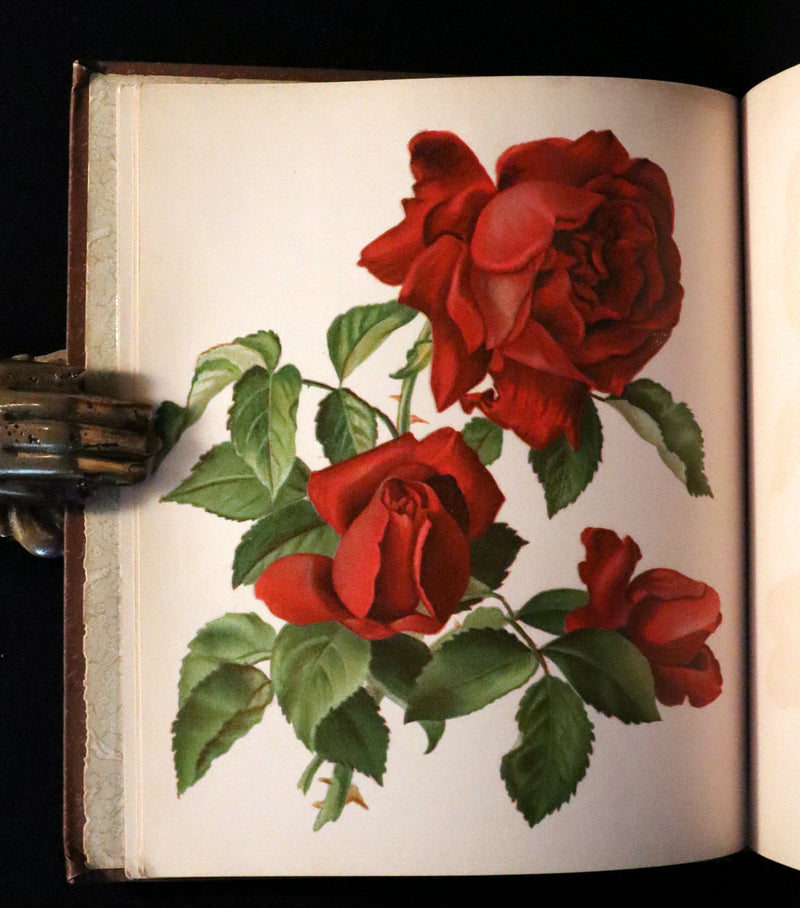 1886 Rare Victorian First Edition - FLOWERS FROM DELL AND BOWER Illustrated by Susie Barstow Skelding.