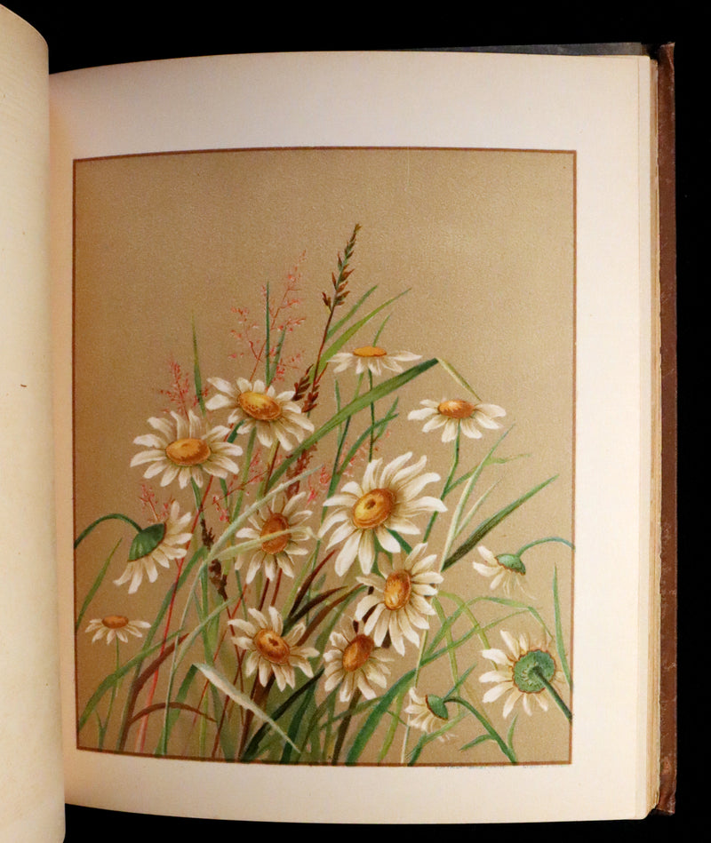 1886 Rare Victorian First Edition - FLOWERS FROM DELL AND BOWER Illustrated by Susie Barstow Skelding.