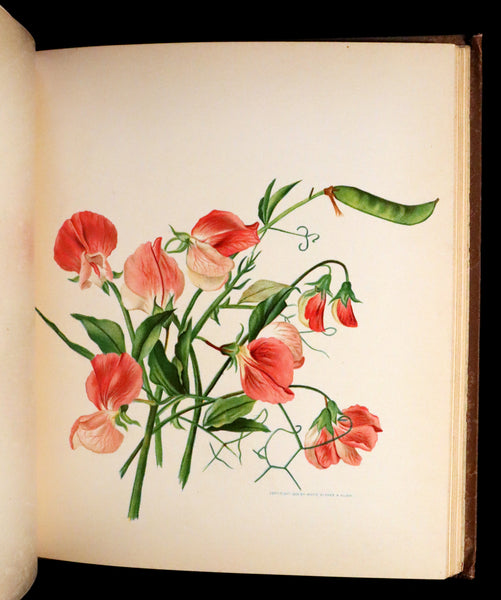 1886 Rare Victorian First Edition - FLOWERS FROM DELL AND BOWER Illust ...