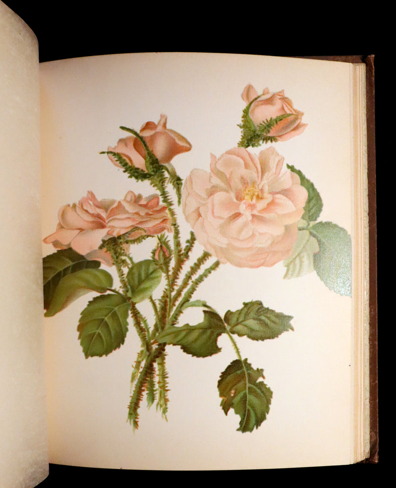 1886 Rare Victorian First Edition - FLOWERS FROM DELL AND BOWER Illustrated by Susie Barstow Skelding.