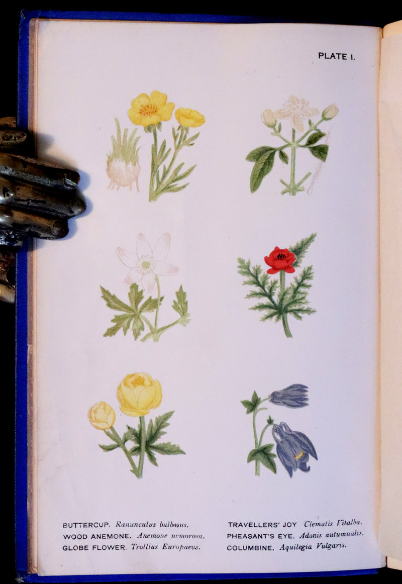 1879 Rare Victorian Book ~ WILD FLOWERS Worth Notice by British Botanist Phoebe Lankester. Color Illustrated.
