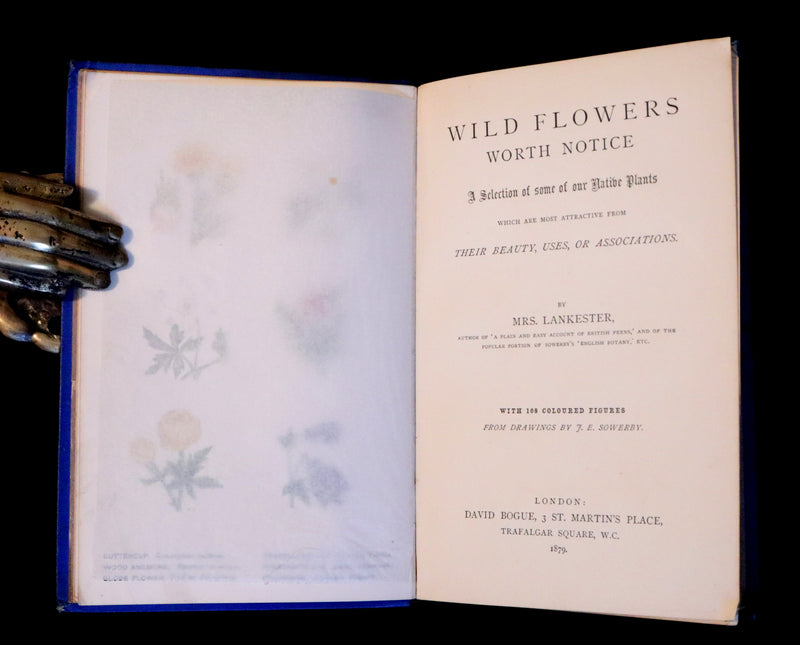 1879 Rare Victorian Book ~ WILD FLOWERS Worth Notice by British Botanist Phoebe Lankester. Color Illustrated.