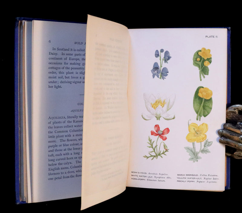 1879 Rare Victorian Book ~ WILD FLOWERS Worth Notice by British Botanist Phoebe Lankester. Color Illustrated.