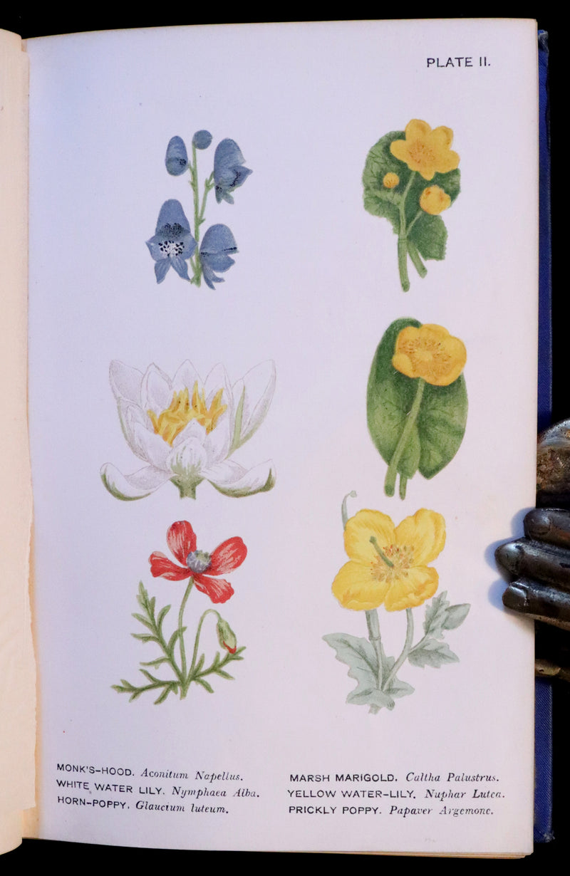 1879 Rare Victorian Book ~ WILD FLOWERS Worth Notice by British Botanist Phoebe Lankester. Color Illustrated.