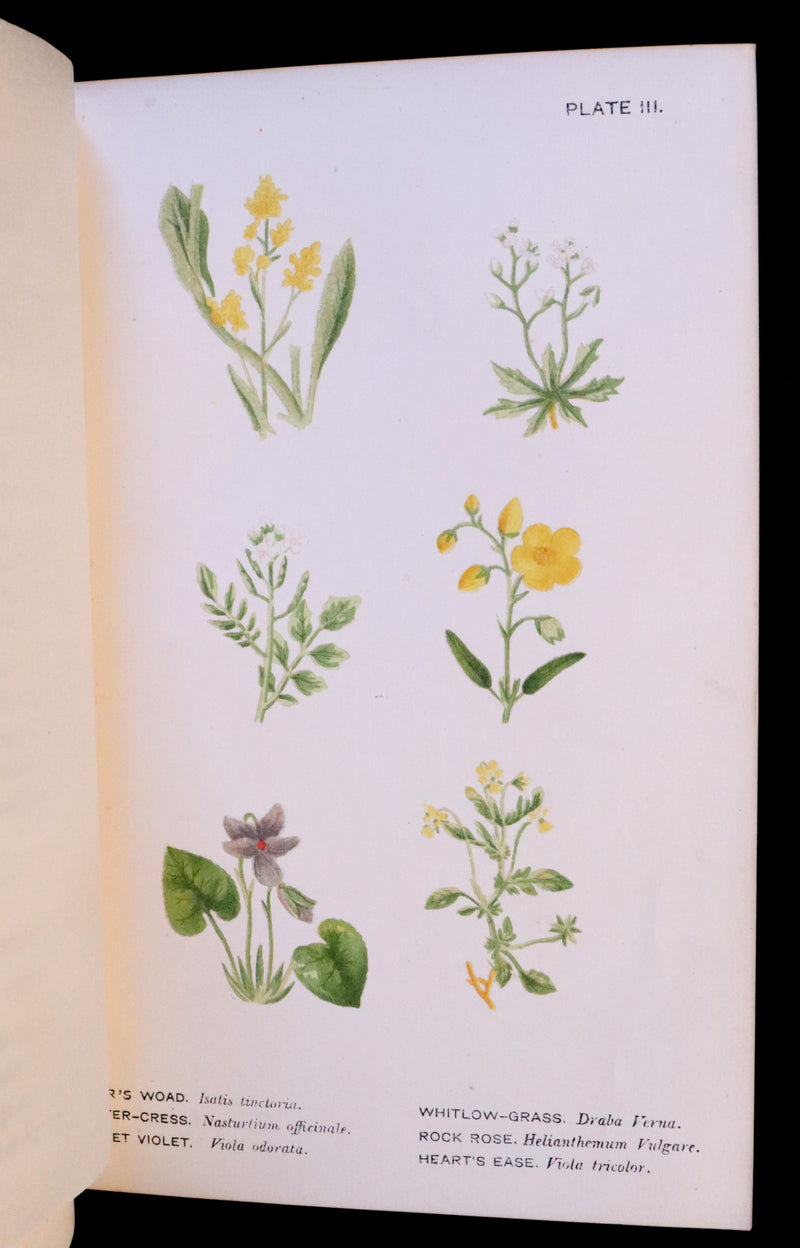 1879 Rare Victorian Book ~ WILD FLOWERS Worth Notice by British Botanist Phoebe Lankester. Color Illustrated.