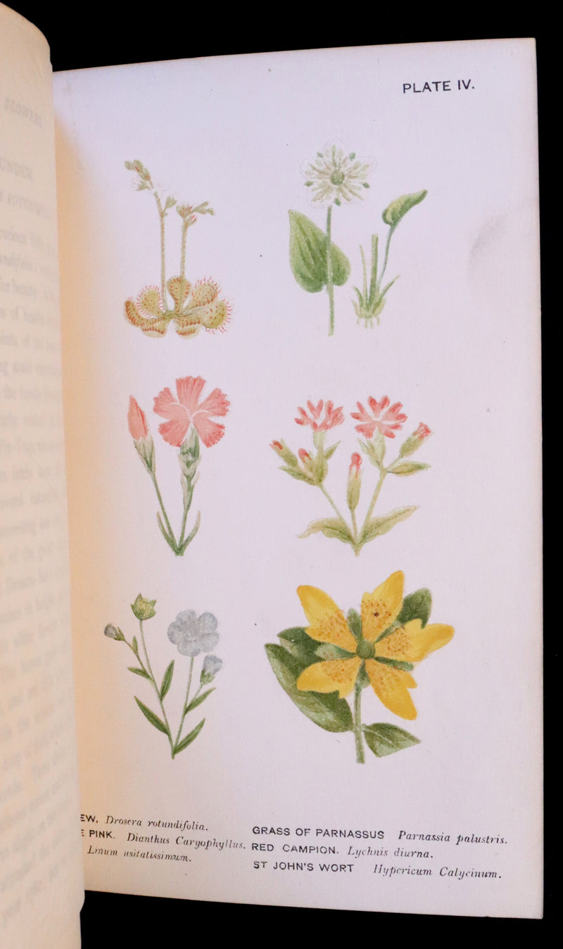 1879 Rare Victorian Book ~ WILD FLOWERS Worth Notice by British Botanist Phoebe Lankester. Color Illustrated.