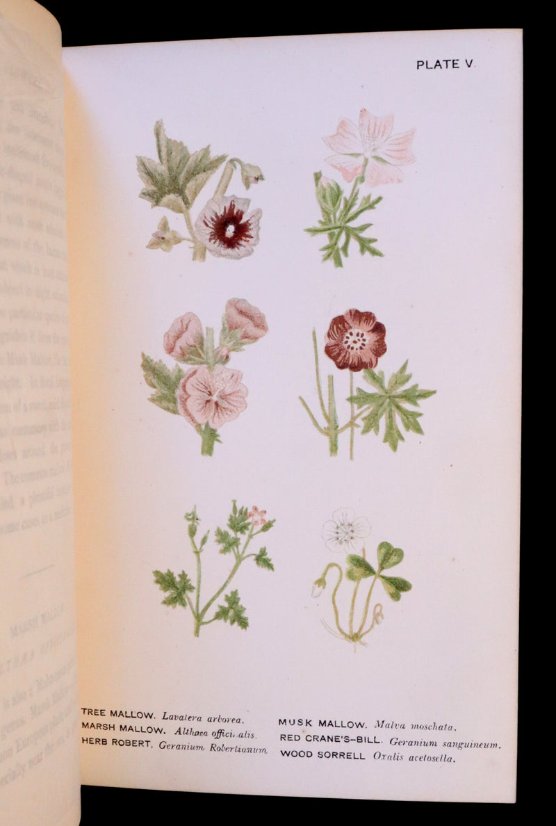 1879 Rare Victorian Book ~ WILD FLOWERS Worth Notice by British Botanist Phoebe Lankester. Color Illustrated.