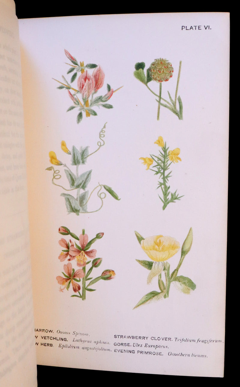 1879 Rare Victorian Book ~ WILD FLOWERS Worth Notice by British Botanist Phoebe Lankester. Color Illustrated.