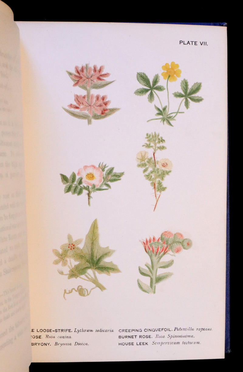 1879 Rare Victorian Book ~ WILD FLOWERS Worth Notice by British Botanist Phoebe Lankester. Color Illustrated.