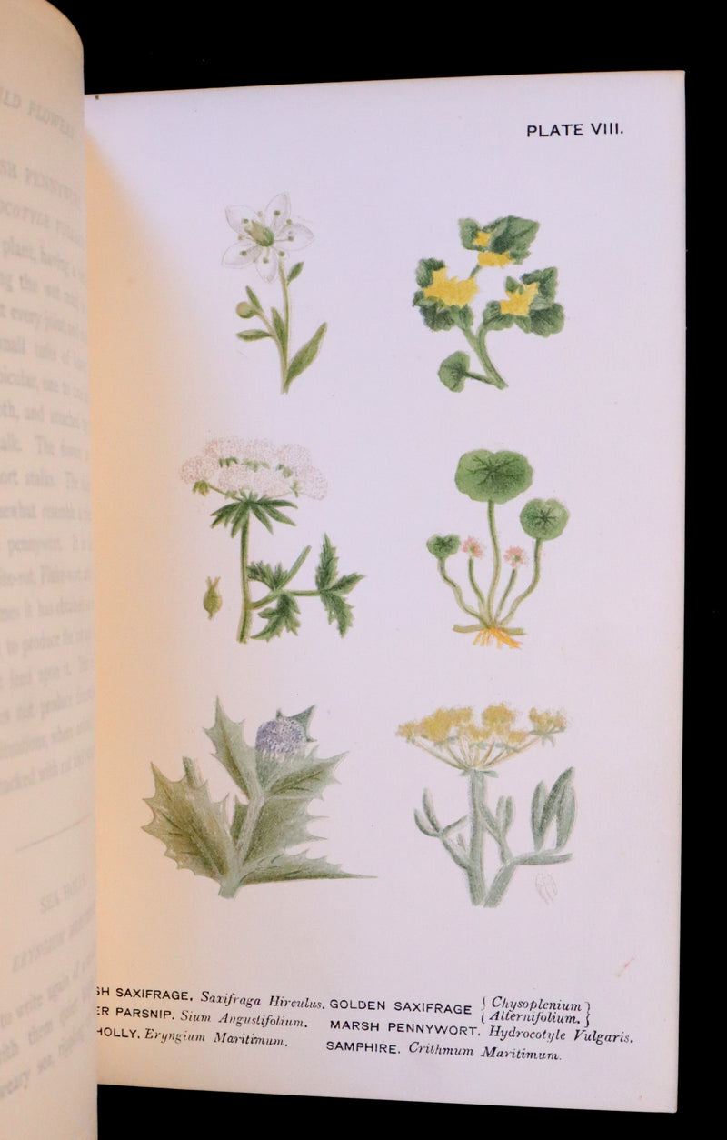 1879 Rare Victorian Book ~ WILD FLOWERS Worth Notice by British Botanist Phoebe Lankester. Color Illustrated.
