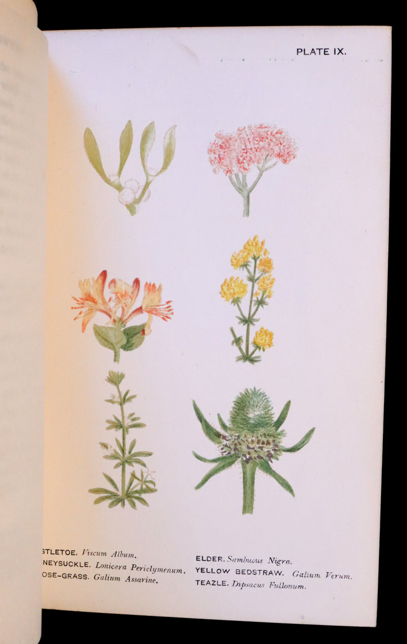 1879 Rare Victorian Book ~ WILD FLOWERS Worth Notice by British Botanist Phoebe Lankester. Color Illustrated.