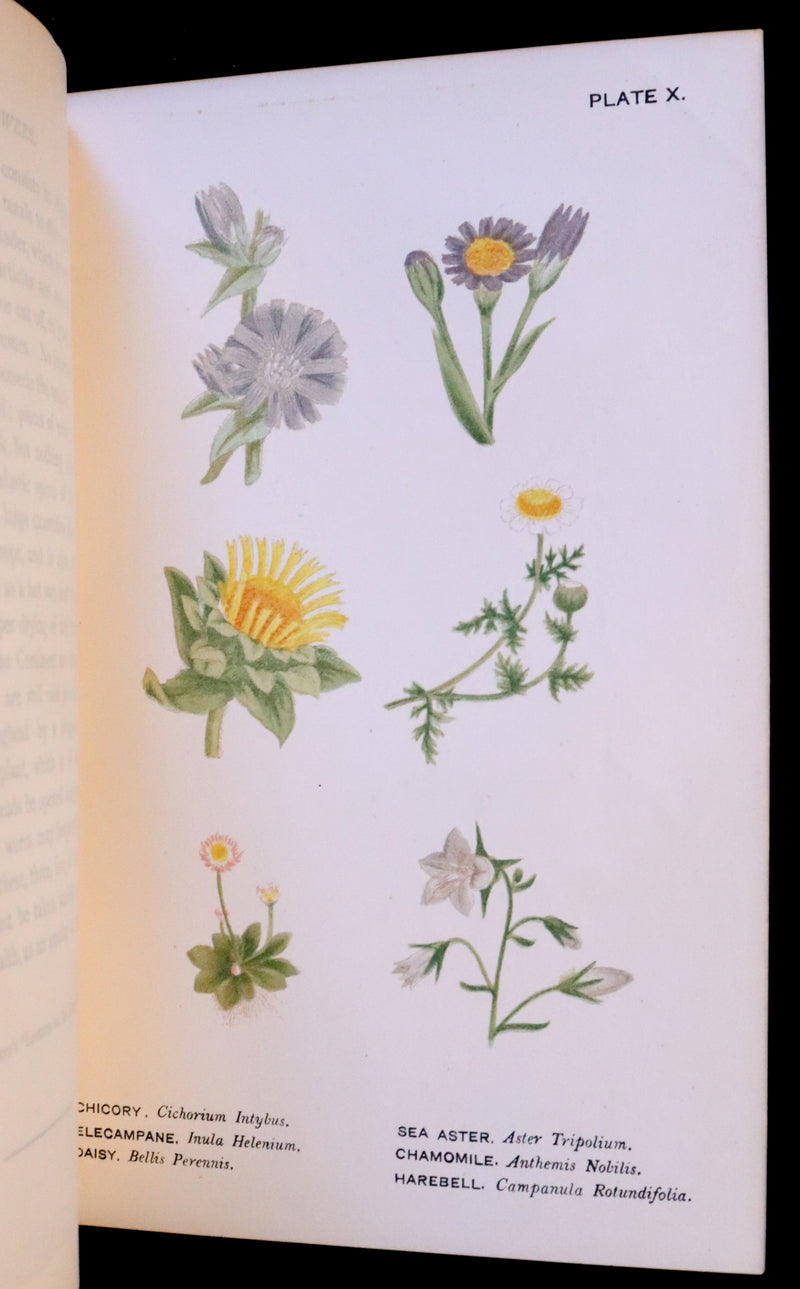 1879 Rare Victorian Book ~ WILD FLOWERS Worth Notice by British Botanist Phoebe Lankester. Color Illustrated.