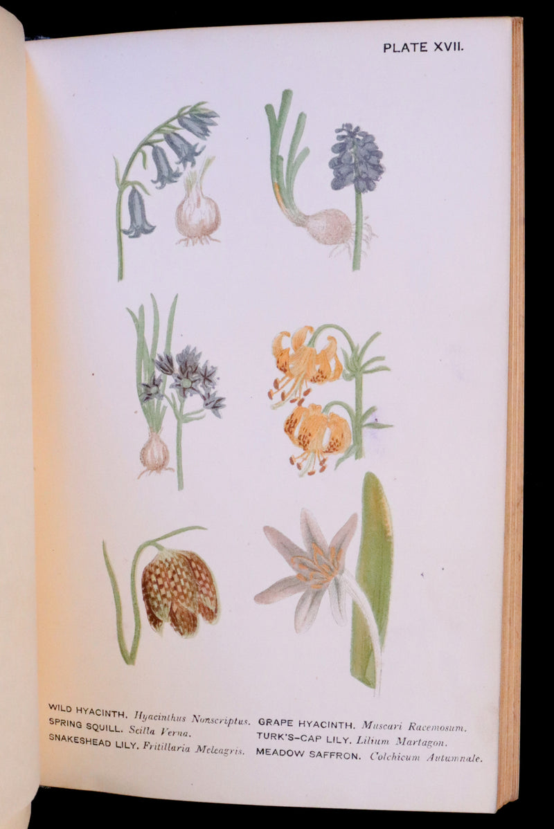 1879 Rare Victorian Book ~ WILD FLOWERS Worth Notice by British Botanist Phoebe Lankester. Color Illustrated.