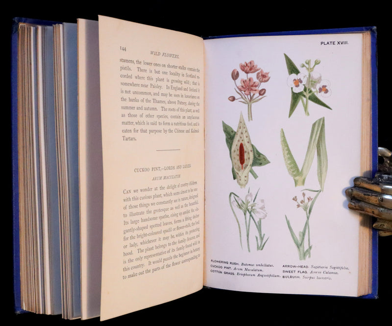 1879 Rare Victorian Book ~ WILD FLOWERS Worth Notice by British Botanist Phoebe Lankester. Color Illustrated.
