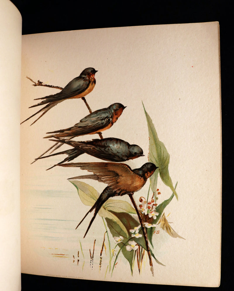 1886 Scarce Victorian Skelding Book ~ SONGS of BIRDS illustrated by Fidelia Bridges.
