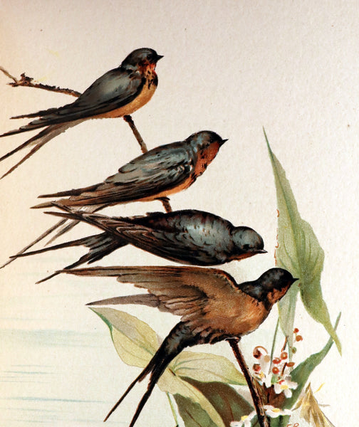 1886 Scarce Victorian Skelding Book ~ SONGS of BIRDS illustrated by Fidelia Bridges.