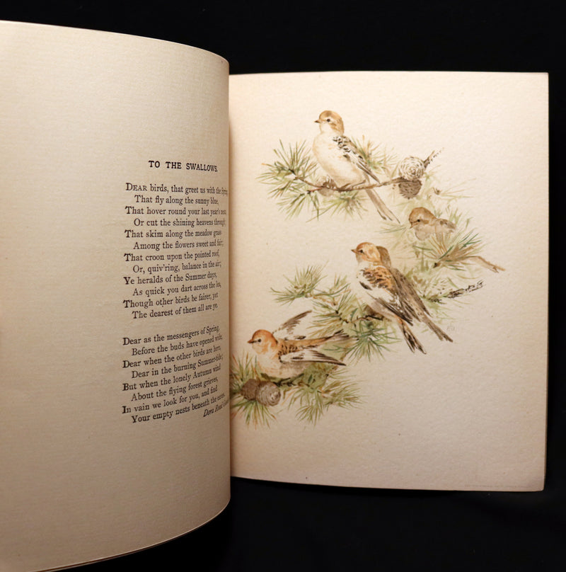 1886 Scarce Victorian Skelding Book ~ SONGS of BIRDS illustrated by Fidelia Bridges.