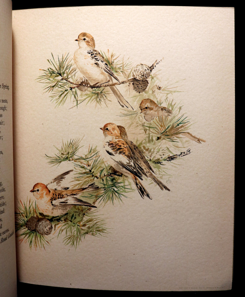 1886 Scarce Victorian Skelding Book ~ SONGS of BIRDS illustrated by Fidelia Bridges.