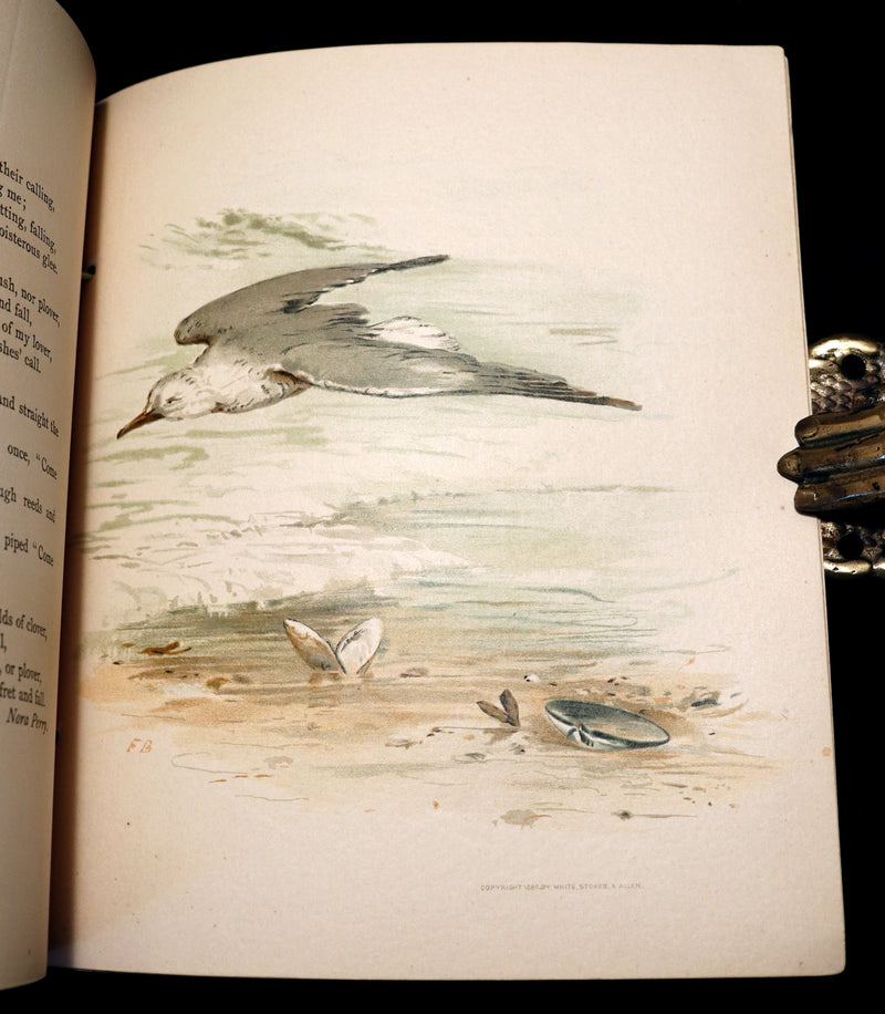 1886 Scarce Victorian Skelding Book ~ SONGS of BIRDS illustrated by Fidelia Bridges.