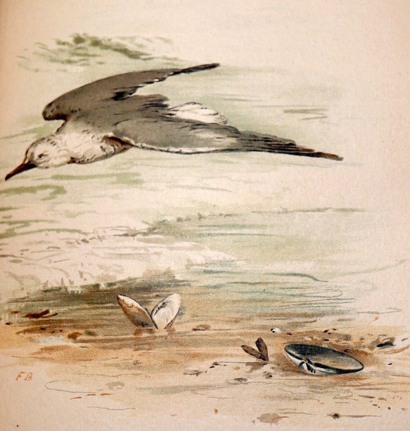 1886 Scarce Victorian Skelding Book ~ SONGS of BIRDS illustrated by Fidelia Bridges.