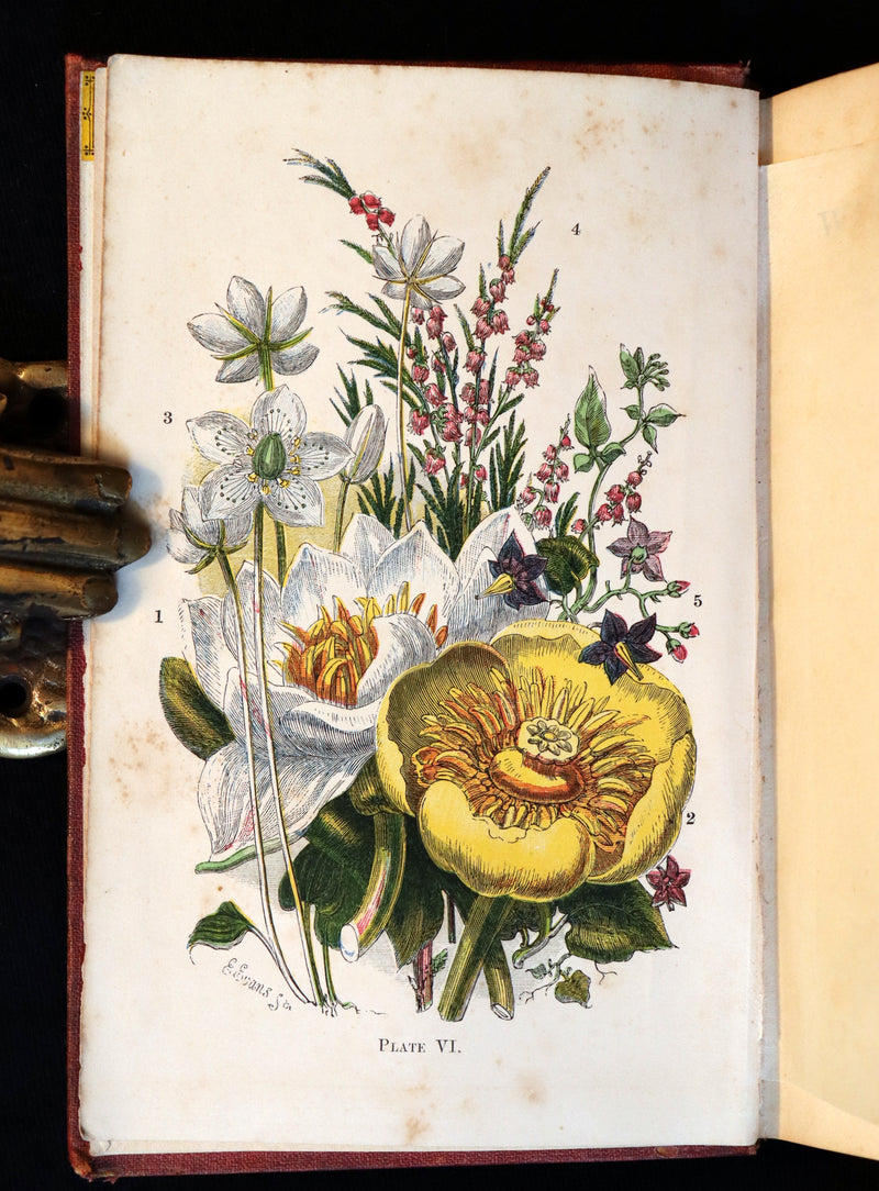 1866 Rare Edition - Wild Flowers and Medicinal Uses color Illustrated by Noel Humphreys.