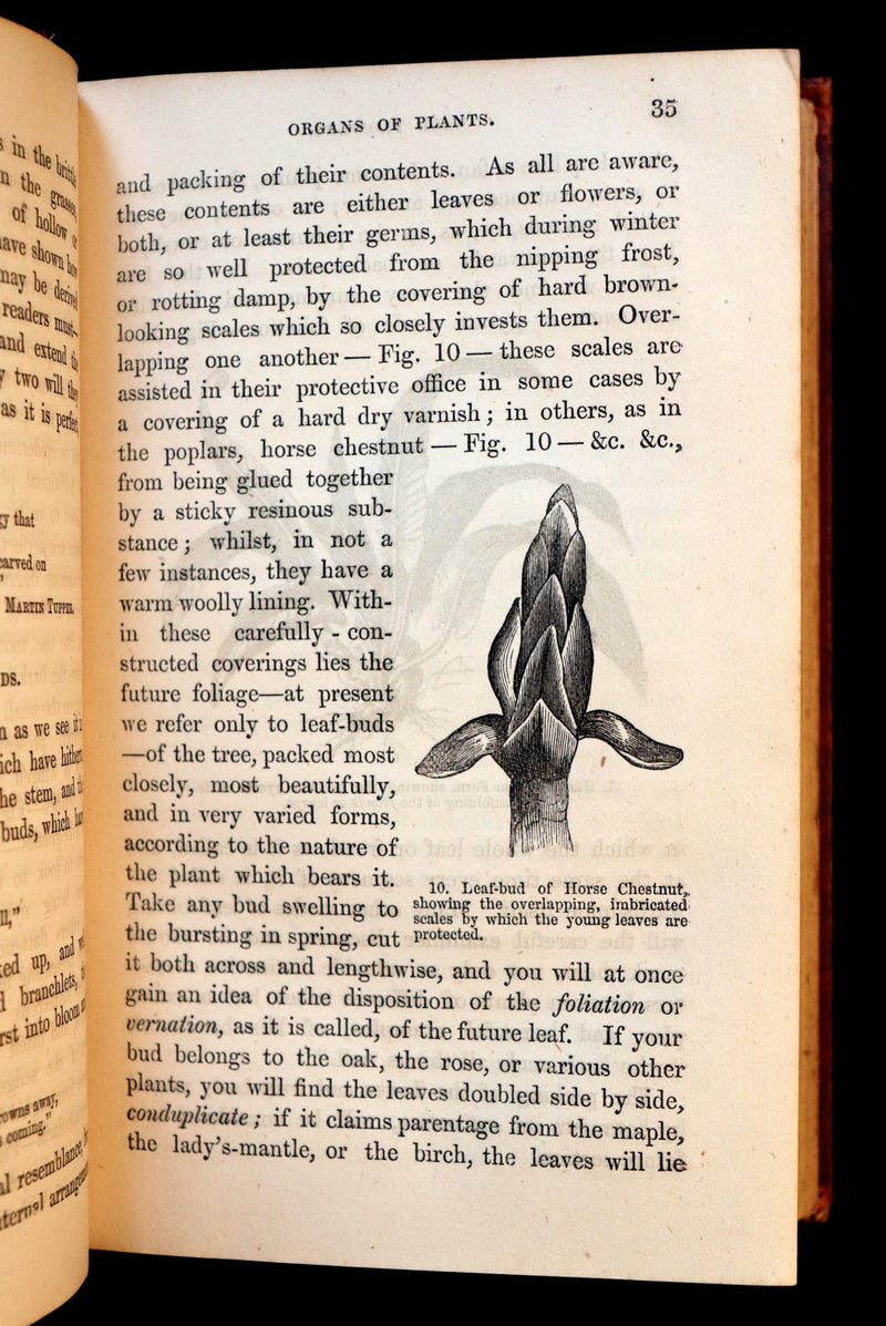 1866 Rare Edition - Wild Flowers and Medicinal Uses color Illustrated by Noel Humphreys.