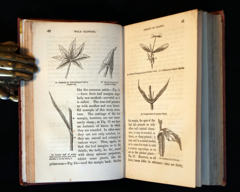 1866 Rare Edition - Wild Flowers and Medicinal Uses color Illustrated by Noel Humphreys.